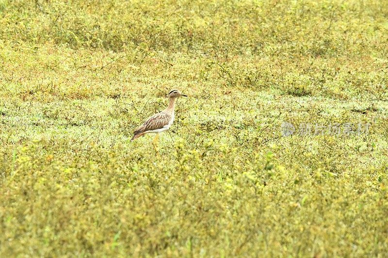 Double-striped Thick-knee